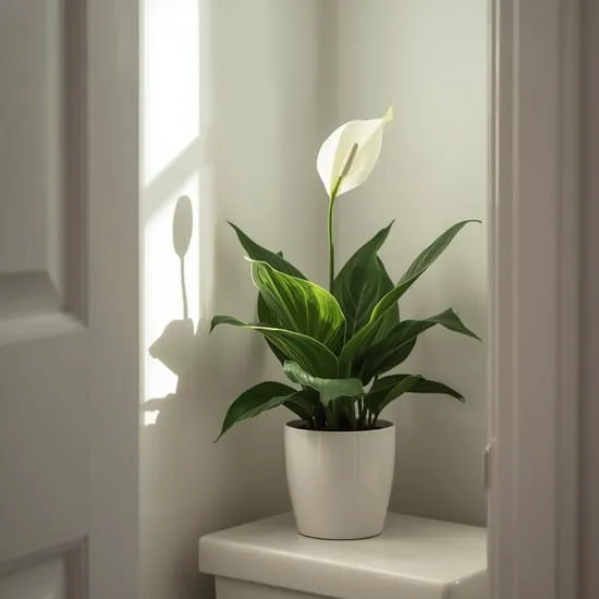7 bathroom plants that fight mold naturally IMG03