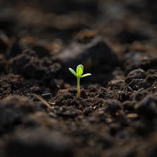 12 garden ideas on a budget IMG08